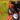 CUSTOM DIRT